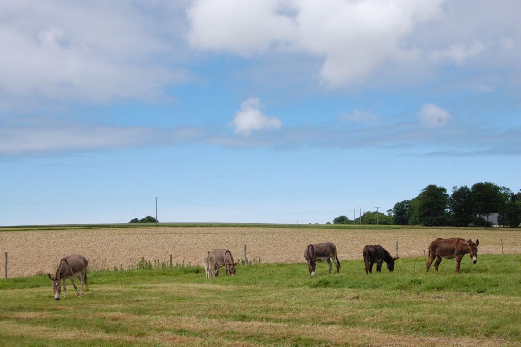 Le côte d’Albâtre.